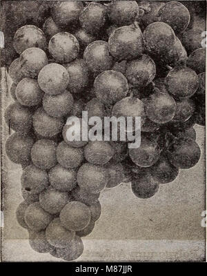 Dreer lampadine di piante, arbusti e sementi per la semina di caduta - autunno 1937 (1937) (20822687548) Foto Stock