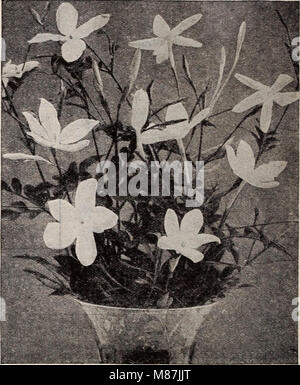 Dreer lampadine di piante, arbusti e sementi per la semina di caduta - autunno 1937 (1937) (21000738452) Foto Stock