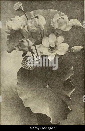 Dreer giardino del libro - settanta-quarta edizione annuale 1912 (1912) (14590238110) Foto Stock