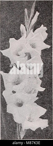 Dreer del catalogo all'ingrosso per fiorai e giardinieri di mercato - 1940 inverno primavera estate (1940) (20865968329) Foto Stock