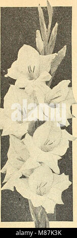 Dreer all'ingrosso catalogo per mercato giardinieri e fioristi - 1944 Inverno - Primavera - Estate (1944) (20865082930) Foto Stock