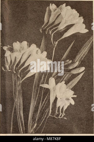 Dreer all'ingrosso Listino prezzi - Henry A. Dreer. (20875633768) Foto Stock