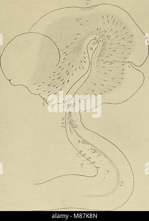 Die Entwickelung des menschlichen Gehirns - während der Ersten Monate - Untersuchungsergebnisse (1904) (20726115219) Foto Stock