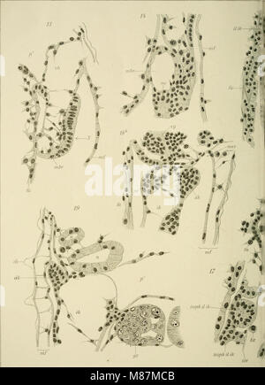 Die Entwicklung der Kiemen bei Cyclas cornea und andern Acephalen des Wassers süssen - ein Beitrag zur Organogenese und Phylogenie der Lamellibranchiaten (1911) (20903327132) Foto Stock
