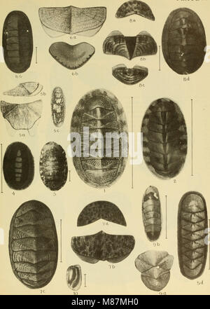 Costa Orientale di conchiglie marine; le descrizioni di shore molluschi insieme con quanti vivono al di sotto di marea, dal Maine al Texas compreso, specialmente Florida (1937) (20943338458) Foto Stock