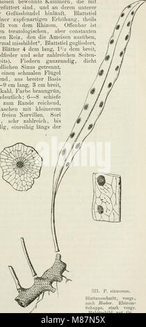 Die Farnkräuter der Erde - beschreibende Darstellung der geschlechter und wichtigeren Arten der Farnpflanzen mit besonderer Berücksichtigung der Exotischen (1897) (20913863235) Foto Stock