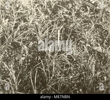 Indagini ecologiche della tundra biome in Prudhoe Bay regione, Alaska (1975) (21117417926) Foto Stock