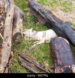 Un cane catturato e annegati in alluvioni intrappolato sotto il diluvio detriti Foto Stock