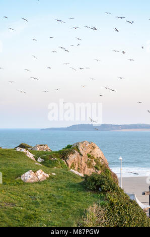 Gabbiani sorvolano cliff tops in Tenby, Pembrokeshire, Galles del Sud Foto Stock