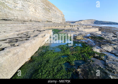 Le alghe in contrasto con la costa rocciosa del Dunraven Bay di Southerndown, Galles del Sud Foto Stock