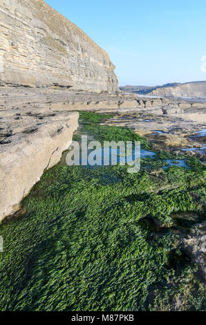 Le alghe in contrasto con la costa rocciosa del Dunraven Bay di Southerndown, Galles del Sud Foto Stock