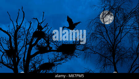 Airone cinerino (Ardea cinerea) lo sbarco sul nido nella struttura ad albero garzaia di airone / rookery profilarsi di notte con la luna piena in primavera Foto Stock