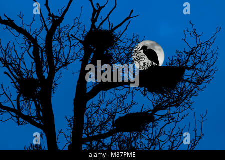 Airone cinerino (Ardea cinerea) appollaiato sul nido nella struttura ad albero garzaia di airone / rookery profilarsi di notte con la luna piena in primavera Foto Stock