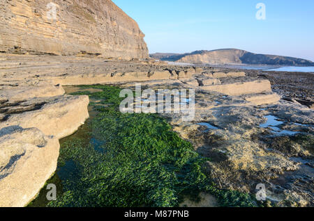 Le alghe in contrasto con la costa rocciosa del Dunraven Bay di Southerndown, Galles del Sud Foto Stock