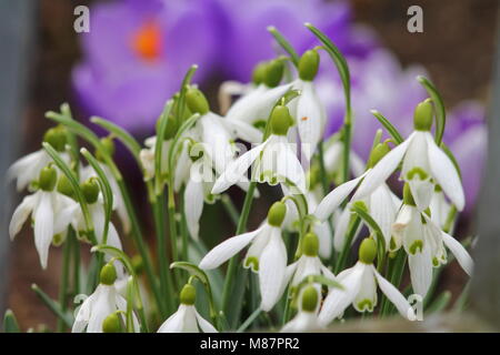 Fragile bianchi bucaneve fiori vicino fino contro la viola di crochi sfocata. Foto Stock
