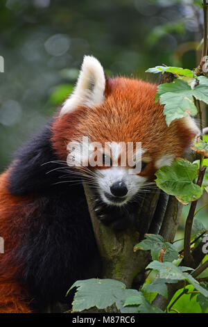 Close up ritratto di un simpatico panda rosso sul green tree, guardando la fotocamera a basso angolo di visione Foto Stock