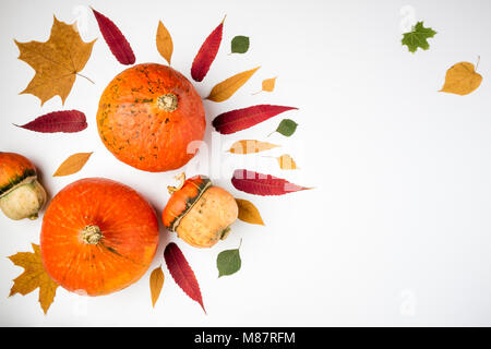 Autunno sfondo. Zucche e lascia in bianco. La Giornata del Ringraziamento e lo sfondo di Halloween. Lay piatto. Vista superiore, spazio di copia Foto Stock