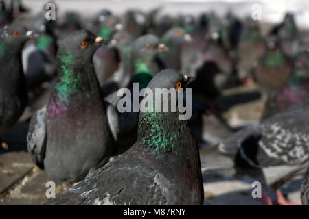 Vista di un branco di piccioni attraverso gli occhi di uno di essi; uccelli guardare in una direzione, concentrarsi sulla più vicina Pigeon. Foto Stock