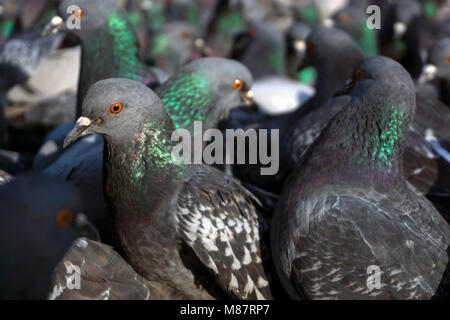 Vista di un branco di piccioni attraverso gli occhi di uno di essi; uccelli guardare in una direzione, concentrarsi sulla più vicina Pigeon. Foto Stock