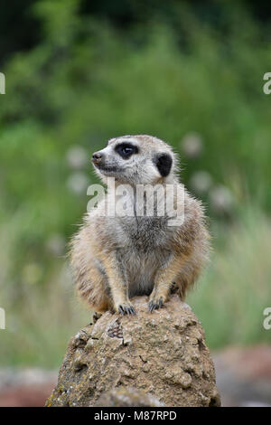 Close up front ritratto di uno meerkat seduto su una roccia e guardando lontano avvisati su sfondo verde a basso angolo di visione Foto Stock