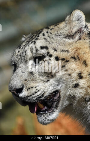 Close up profilo laterale ritratto di snow leopard (o oncia, Panthera uncia) guardando verso il basso, basso angolo di visione Foto Stock