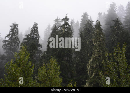 La nebbia e le cime degli alberi in una costiera di foresta pluviale temperata in Tongass National Forest, vicino Hyder, a sud-est di Alaska, Stati Uniti. Foto Stock