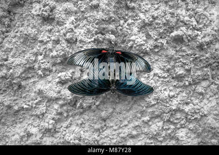 Farfalle di accoppiamento. Due farfalle sul muro di cemento. Papilio polytes. Farfalla Mormone Foto Stock