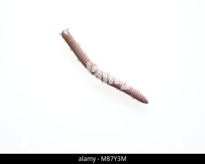 Millipedes, insetto con corpo lungo e molti gambe simile millepiedi, un worm o un treno che si muovono molto lentamente e la bobina in forma a spirale isolato su sfondo bianco Foto Stock