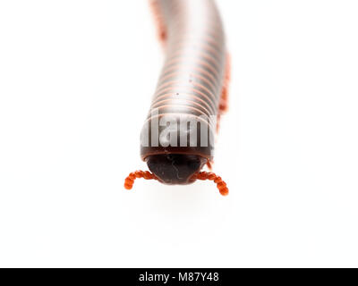 Millipedes, insetto con corpo lungo e molti gambe simile millepiedi, un worm o un treno che si muovono molto lentamente e la bobina in forma a spirale isolato su sfondo bianco Foto Stock