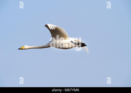 Whooper battenti a sinistra nella cornice immagine Foto Stock