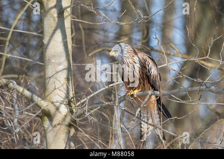 Rotmilan, Rot-Milan, Roter milano, milano, Gabelweihe, Milvus milvus, aquilone rosso, Le Milan royal Foto Stock