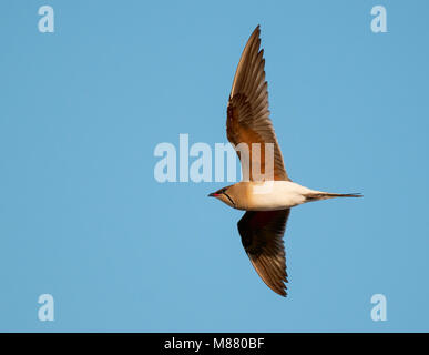 Volwassen Vorkstaartplevier in vlucht; adulto Pernice di mare (Glareola pratincola pratincola) in volo Foto Stock