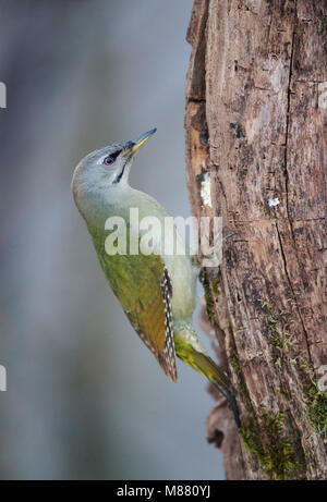 Immagine di Arie Ouwerkerk Foto Stock