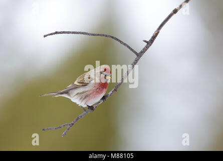 Immagine di Arie Ouwerkerk Foto Stock