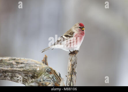 Immagine di Arie Ouwerkerk Foto Stock