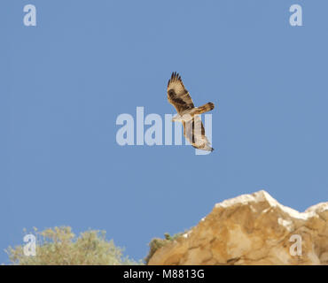 Immagine di Arie Ouwerkerk Foto Stock