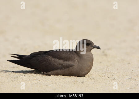 Jaeger parassita (Stercorarius parasiticus) fase scuro appoggiato sulla spiaggia Foto Stock