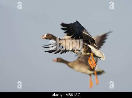 In Kolgans vlucht; maggiore bianco-fronteggiata Goose (Anser albifrons) in volo Foto Stock
