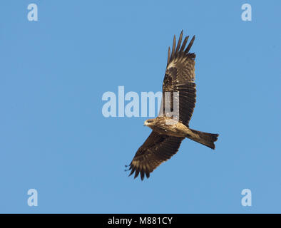 Immagine di Arie Ouwerkerk Foto Stock