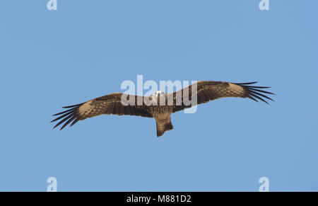 Immagine di Arie Ouwerkerk Foto Stock