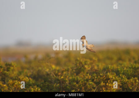 Immagine di Arie Ouwerkerk Foto Stock