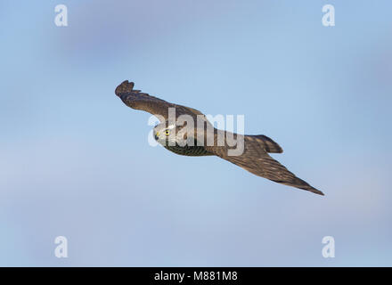 Immagine di Arie Ouwerkerk Foto Stock