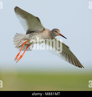 Vliegende Tureluur; battenti comune (Redshank Tringa totanus) Foto Stock