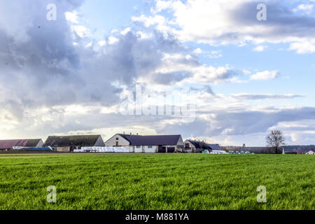 Impilati come una piramide, rotoballe di fieno e insilato avvolte in una membrana bianca. Cibo per vacche . Campo nei pressi di dairy farm su Podlasie, Polonia. Foto Stock