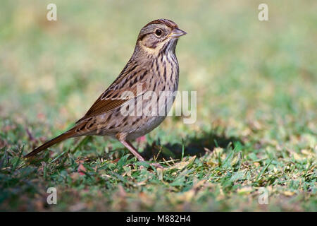 Lincolns Volwassen Gors, adulto del Lincoln Sparrow Foto Stock