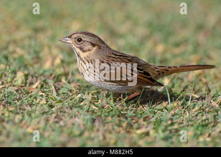 Lincolns Volwassen Gors, adulto del Lincoln Sparrow Foto Stock