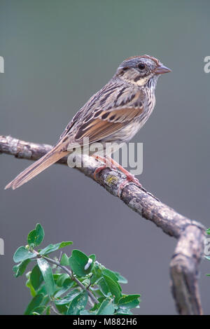 Lincolns Volwassen Gors, adulto del Lincoln Sparrow Foto Stock