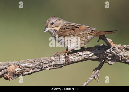 Lincolns Volwassen Gors, adulto del Lincoln Sparrow Foto Stock