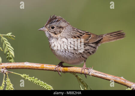 Lincolns Volwassen Gors, adulto del Lincoln Sparrow Foto Stock