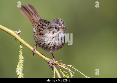 Lincolns Volwassen Gors, adulto del Lincoln Sparrow Foto Stock